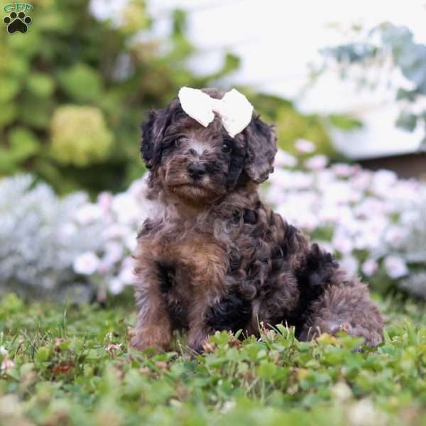 Bonnie, Miniature Poodle Puppy